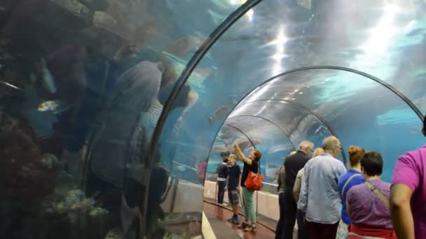 Země Španělsko Barcelona Aquarium Barcelona Španělsko — Stock video