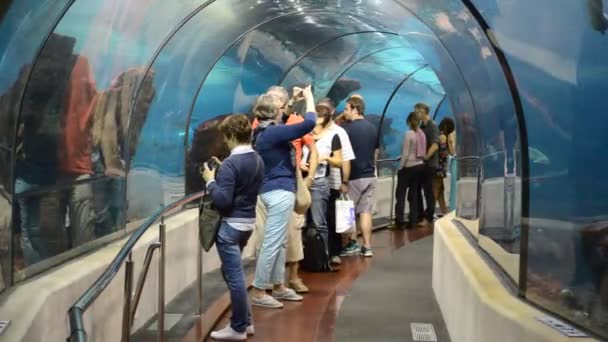 西班牙 巴塞罗那水族馆 西班牙巴塞罗那 — 图库视频影像