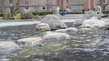 Havuzdaki hayvanlar. Çekimler New York, ABD 'de.