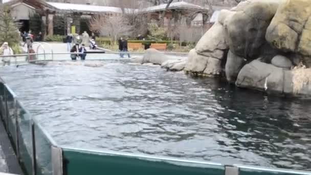 Tiere Pool Schießerei New York — Stockvideo