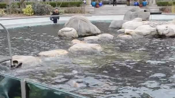 Морские Львы Играют Зоопарке Центрального Парка Стрельба Нью Йорке Сша — стоковое видео