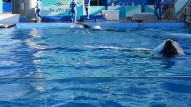 Orlando, ABD. SeaWorld, memelilerin, okyanusların, deniz hayvanlarının ve lunaparkların olduğu bir deniz parkı..