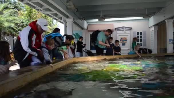 Orlando Eua Seaworld Parque Marítimo Incluindo Parques Mamíferos Oceanários Parques — Vídeo de Stock