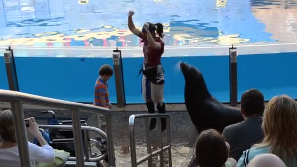 Orlando États Unis Seaworld Est Parc Marin Comprenant Des Parcs — Video