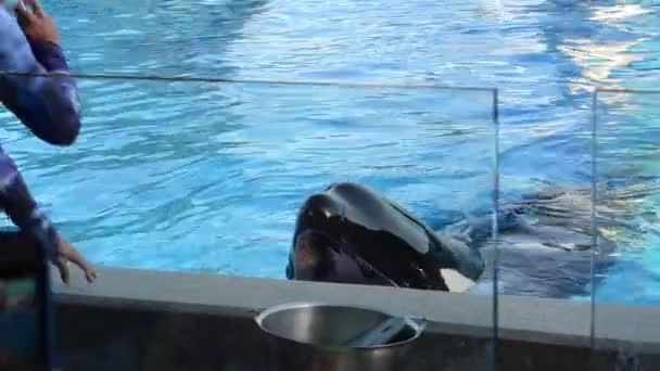 Orlando Verenigde Staten Seaworld Het Zeepark Met Parken Van Zoogdieren — Stockvideo