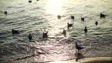 Ağır çekim. Denizdeki martılar.