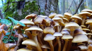 Sonbahar ormanlarında bal mantarı.