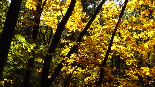 Foglie Autunno Stagno Forestale — Video Stock