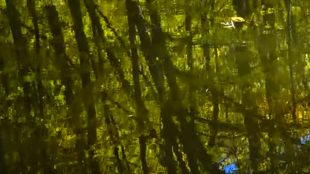 Réflexion Des Arbres Dans Lac Forestier — Video