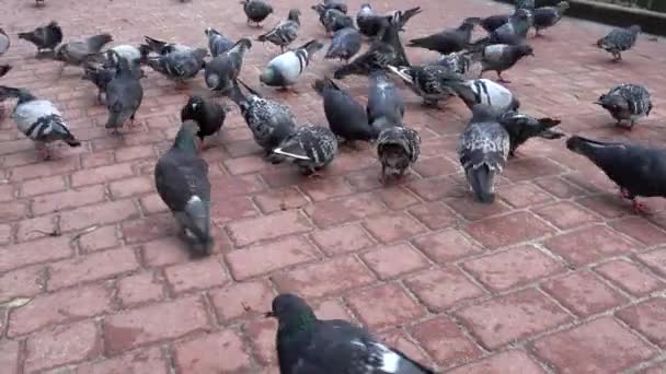 Tauben Park Vogelschießen — Stockvideo