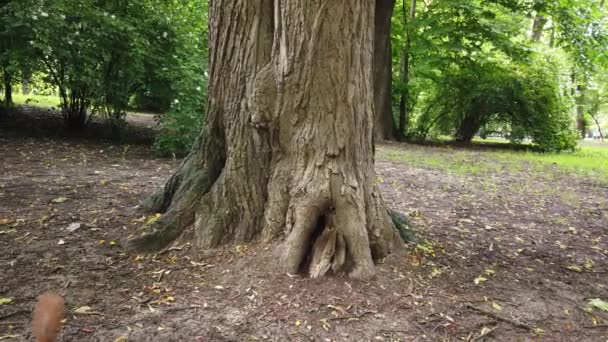 Écureuils Dans Parc — Video