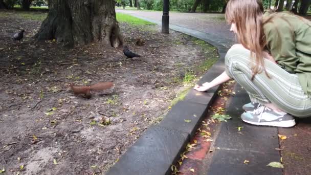 Κορίτσι Ταΐζει Σκίουρους Στο Πάρκο — Αρχείο Βίντεο