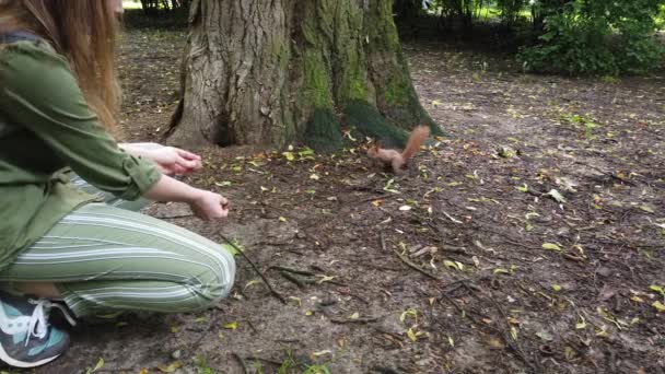 Κορίτσι Ταΐζει Σκίουρους Στο Πάρκο — Αρχείο Βίντεο