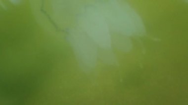 Denizanası denizde suyun altında. Denizanası türleri Rhizostoma pulmo.