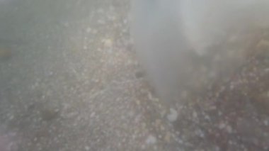 Denizanası denizde suyun altında. Denizanası türleri Rhizostoma pulmo.