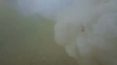 Denizanası denizde suyun altında. Denizanası türleri Rhizostoma pulmo.
