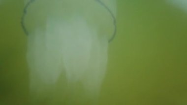 Denizanası denizde suyun altında. Denizanası türleri Rhizostoma pulmo.
