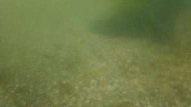 Denizanası denizde suyun altında. Denizanası türleri Rhizostoma pulmo.