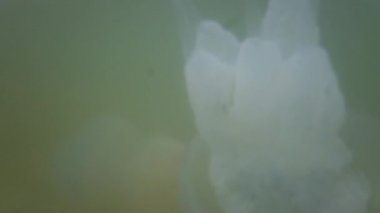 Denizanası denizde suyun altında. Denizanası türleri Rhizostoma pulmo.