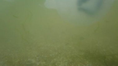 Denizanası denizde suyun altında. Denizanası türleri Rhizostoma pulmo.
