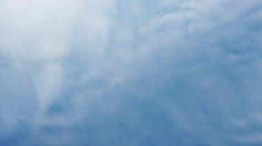 Denizanası denizde suyun altında. Denizanası türleri Rhizostoma pulmo.