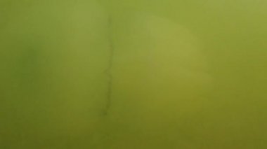 Denizanası denizde suyun altında. Denizanası türleri Rhizostoma pulmo.