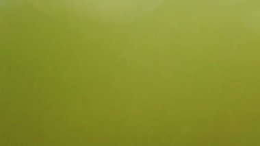 Denizanası denizde suyun altında. Denizanası türleri Rhizostoma pulmo.