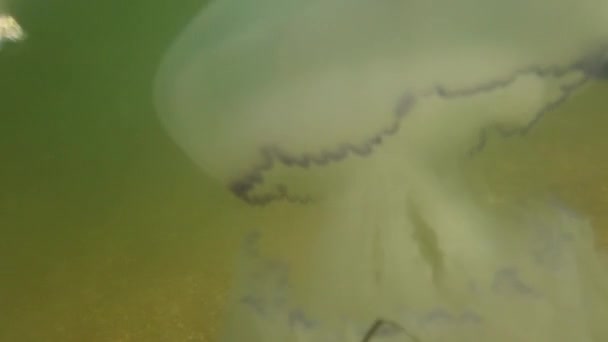 海の中でクラゲ クラゲの種Rizostoma Pulmo — ストック動画