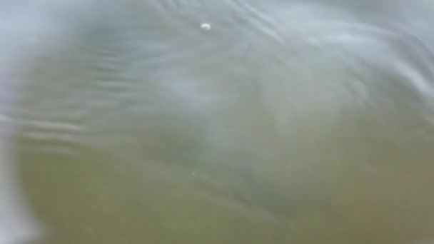 Quallen Unter Wasser Meer Quallenart Rhizostoma Pulmo — Stockvideo