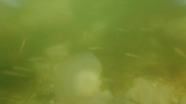 Medusas Submarinas Mar Espécie Alforreca Rhizostoma Pulmo — Vídeo de Stock