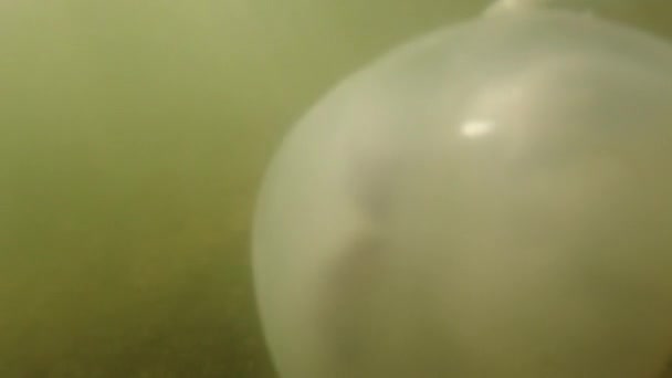Méduses sous-marines en mer. Espèces de méduses Rhizostoma pulmo.