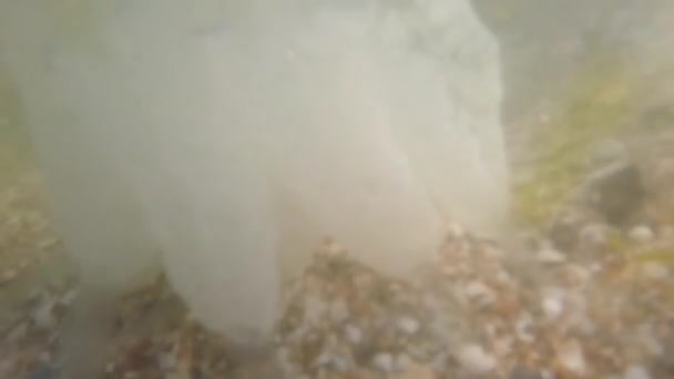 Méduses sous-marines en mer. Espèces de méduses Rhizostoma pulmo.