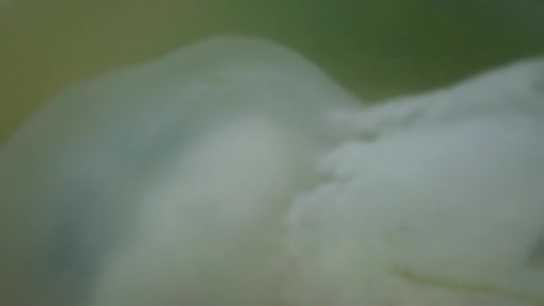 Méduses sous-marines en mer. Espèces de méduses Rhizostoma pulmo.