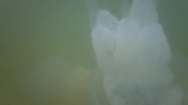 Méduses sous-marines en mer. Espèces de méduses Rhizostoma pulmo.