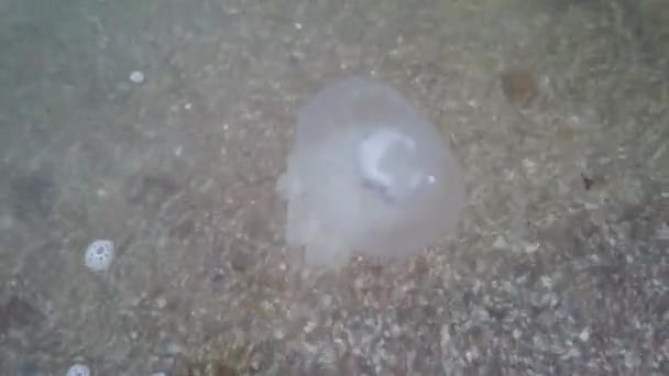 Medúzy Pláži Druh Medúzy Rhizostoma Pulmo — Stock video