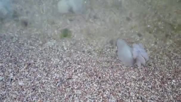 Jellyfish Beach Species Jellyfish Rhizostoma Pulmo — Stock Video