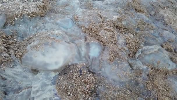 Medusas Playa Especie Medusa Rhizostoma Pulmo Medusas Muertas Arena — Vídeo de stock
