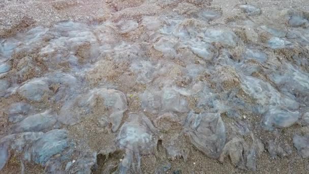Medusas Playa Especie Medusa Rhizostoma Pulmo Medusas Muertas Arena — Vídeo de stock