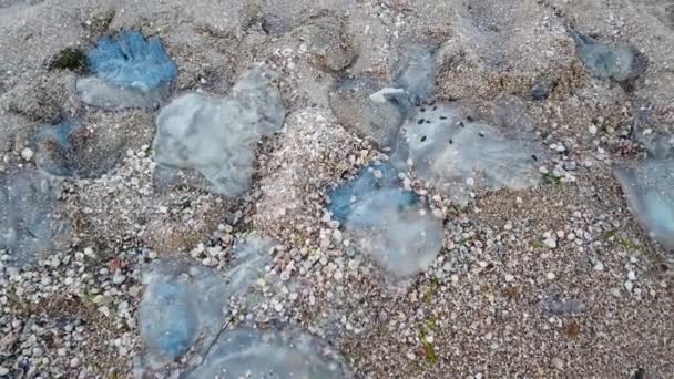 Des Méduses Sur Plage Espèce Méduses Rhizostoma Pulmo Méduses Mortes — Video