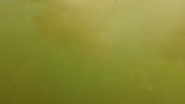 Medusas Bajo Agua Mar Especie Medusa Rhizostoma Pulmo — Vídeo de stock