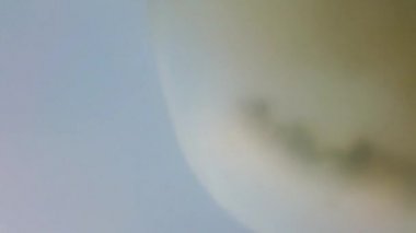 Denizanası denizde suyun altında. Denizanası türleri Rhizostoma pulmo.