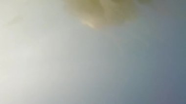 Denizanası denizde suyun altında. Denizanası türleri Rhizostoma pulmo.
