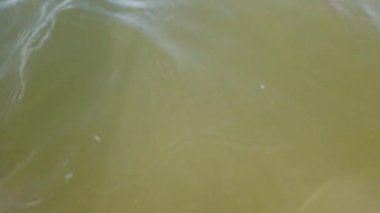 Denizanası denizde suyun altında. Denizanası türleri Rhizostoma pulmo.