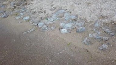 Sahildeki denizanası. Denizanası Rhizostoma pulmo türleri. Kumsalda ölü denizanası.