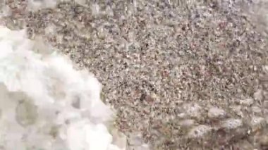 Sahildeki denizanası. Denizanası türleri Rhizostoma pulmo.