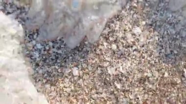 Sahildeki denizanası. Denizanası türleri Rhizostoma pulmo.