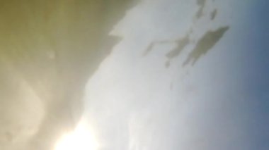 Denizanası denizde suyun altında. Denizanası türleri Rhizostoma pulmo.