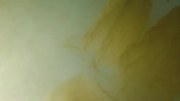 Méduses sous-marines en mer. Espèces de méduses Rhizostoma pulmo.