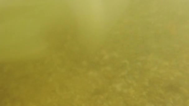 Méduses sous-marines en mer. Espèces de méduses Rhizostoma pulmo.