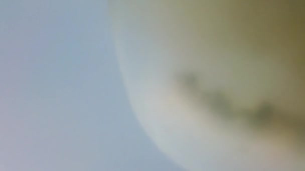 Méduses sous-marines en mer. Espèces de méduses Rhizostoma pulmo.